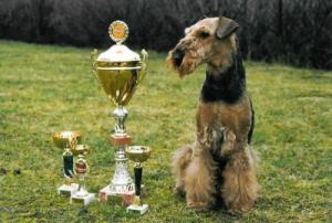 Photo-Champion mit Cups
